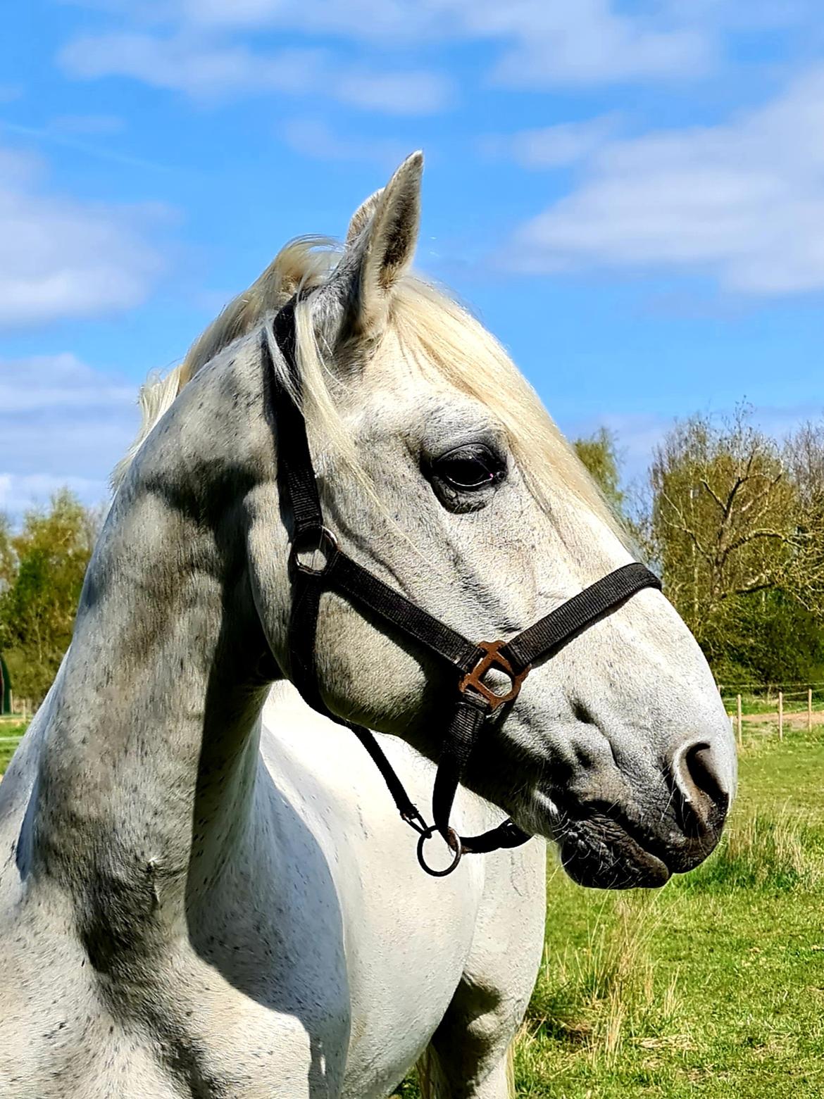 Pura Raza Española ISLA(Aslan) billede 8