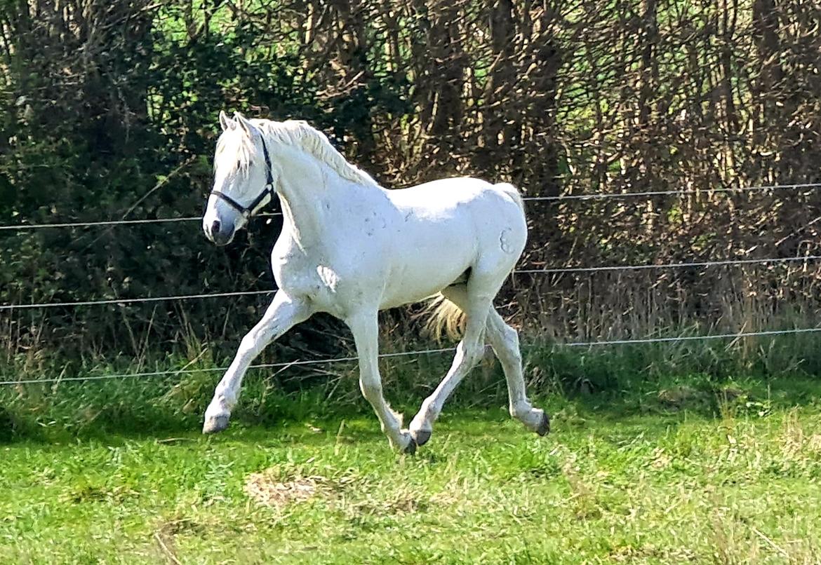 Pura Raza Española ISLA(Aslan) billede 9