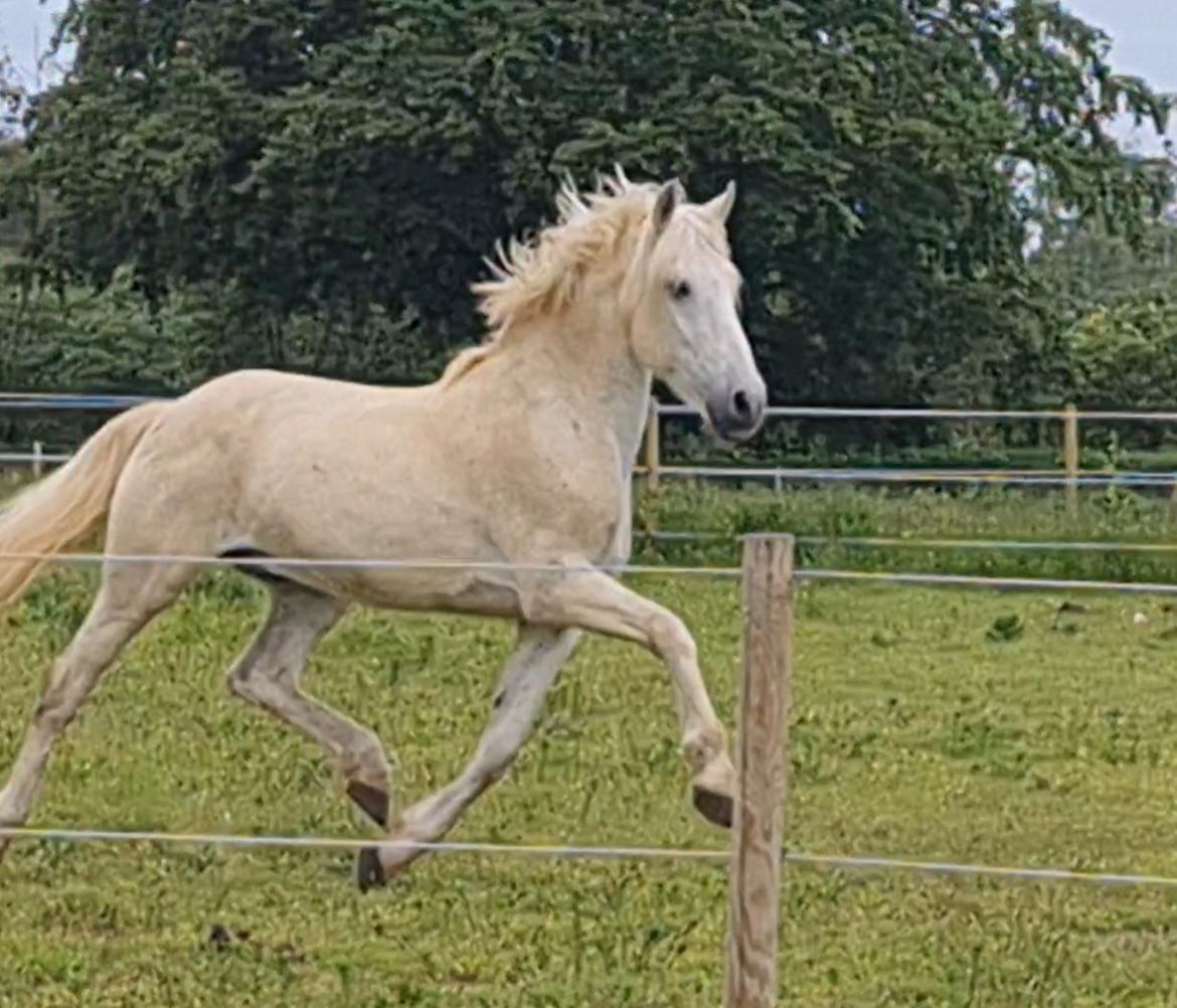 Pura Raza Española ISLA(Aslan) billede 11