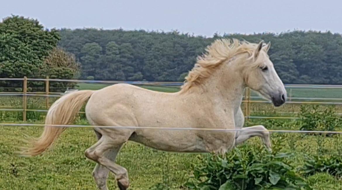 Pura Raza Española ISLA(Aslan) billede 12