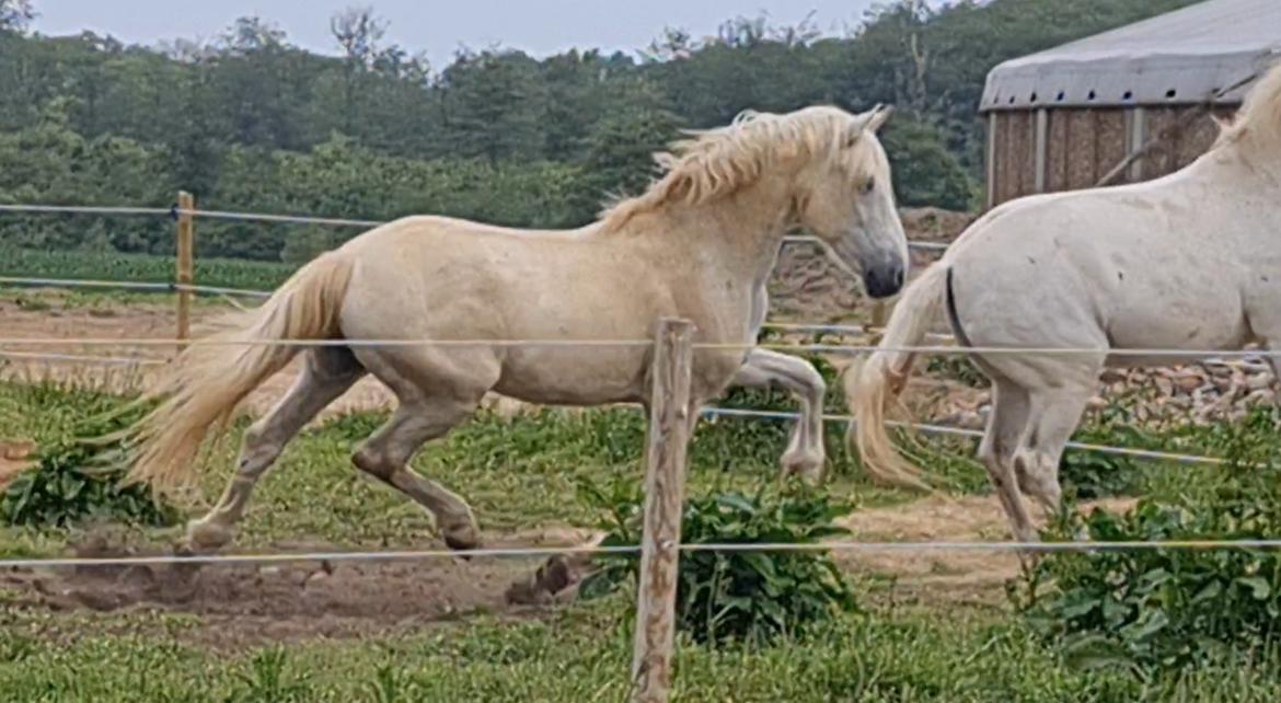 Pura Raza Española ISLA(Aslan) billede 13