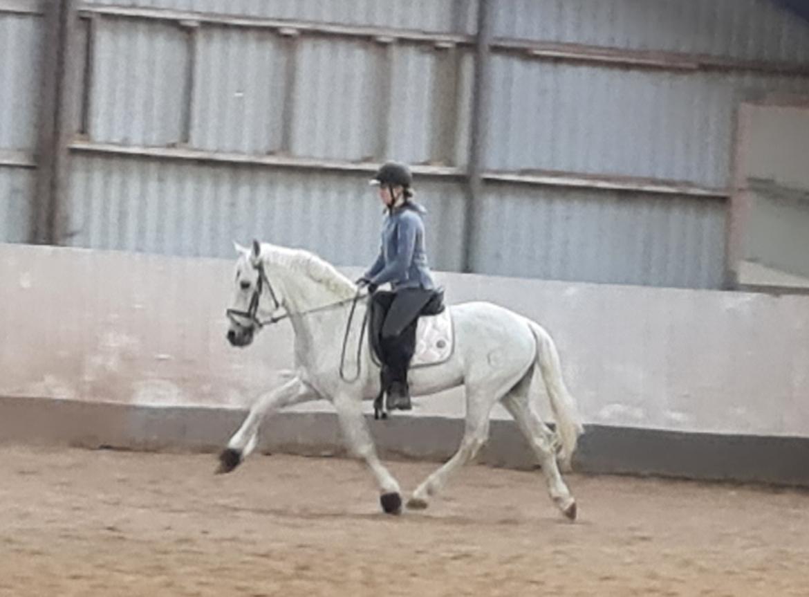 Pura Raza Española ISLA(Aslan) billede 7