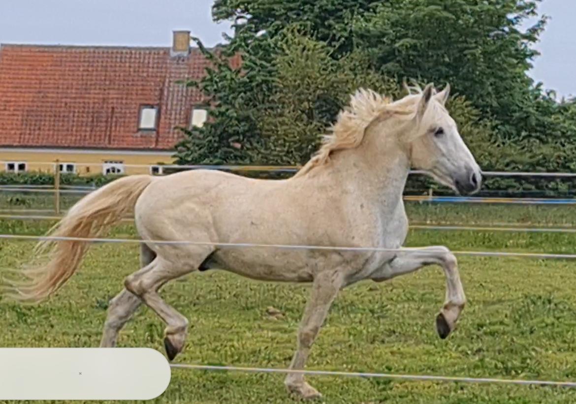 Pura Raza Española ISLA(Aslan) billede 15