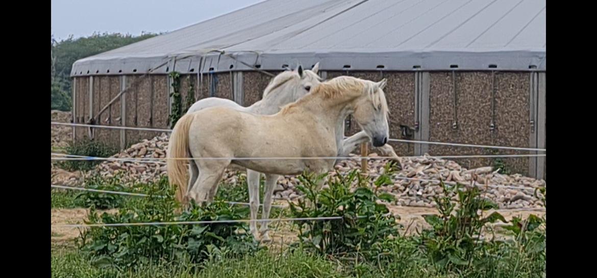 Pura Raza Española ISLA(Aslan) billede 14