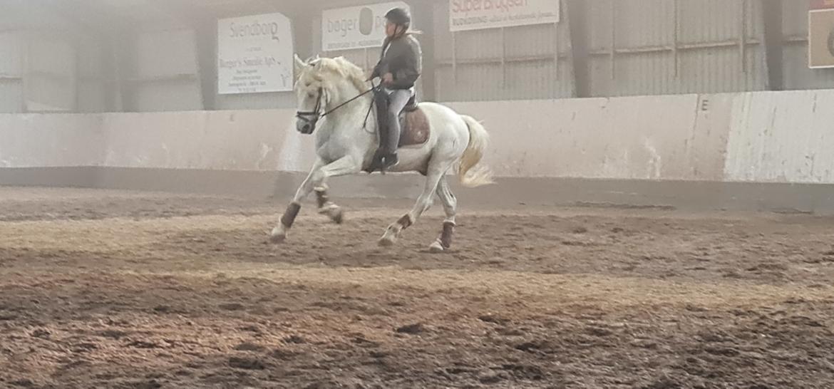 Pura Raza Española ISLA(Aslan) billede 16