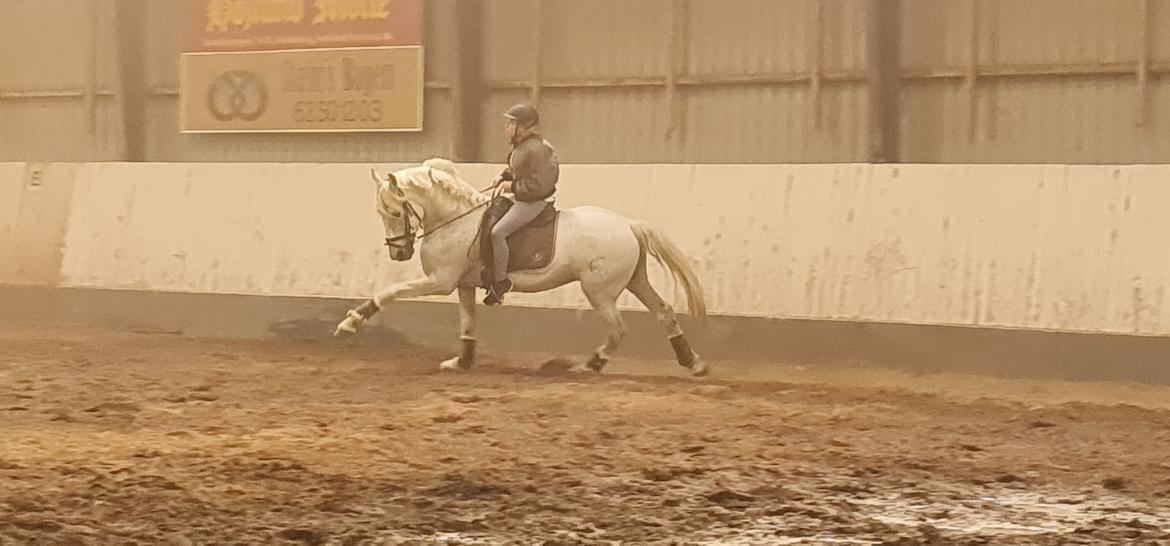 Pura Raza Española ISLA(Aslan) billede 17