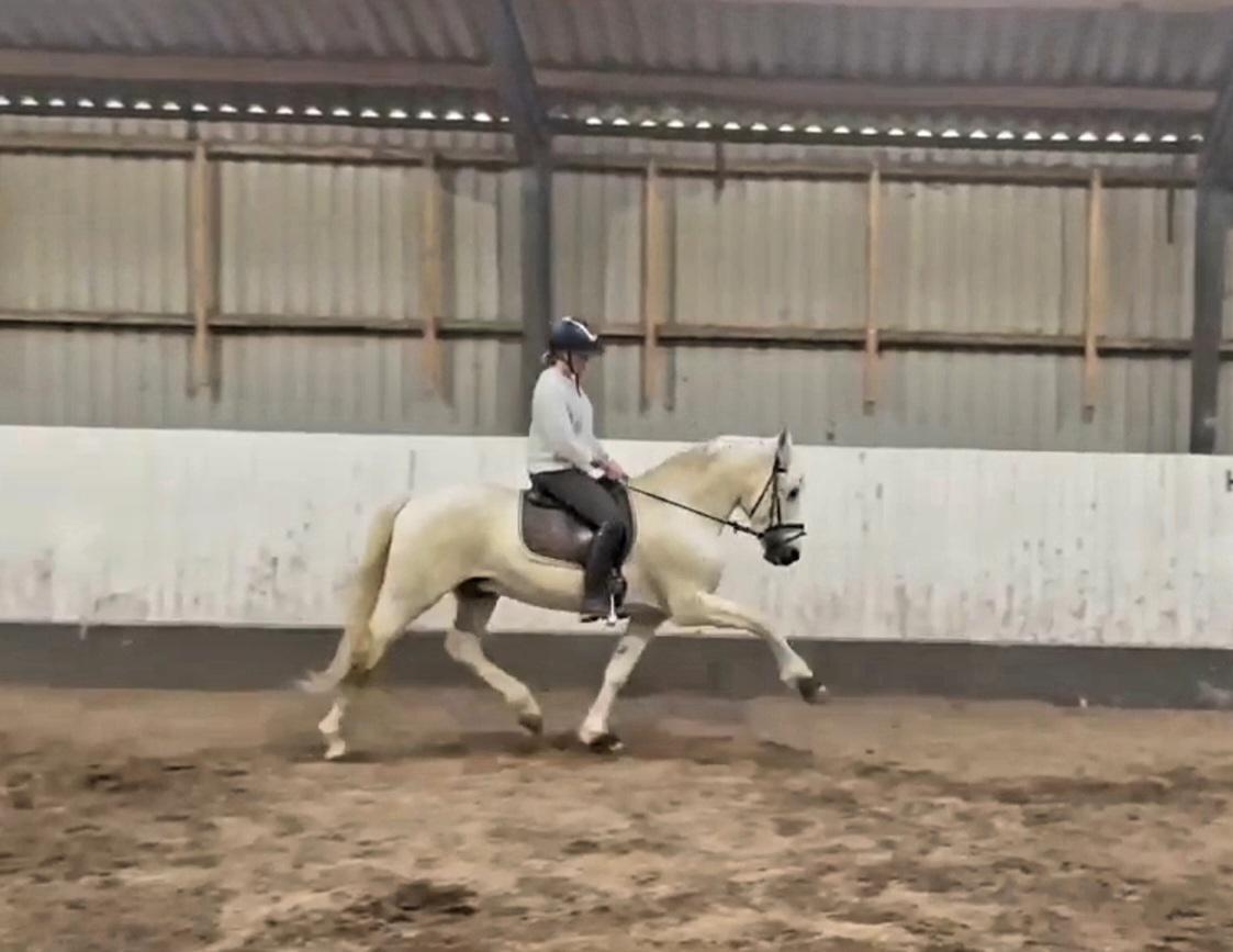 Pura Raza Española ISLA(Aslan) billede 18