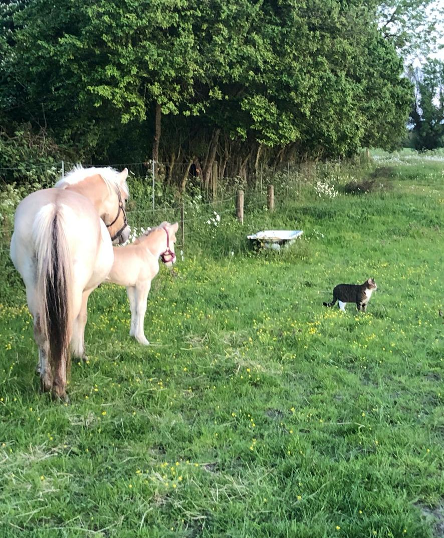 Fjordhest Freyr vangkilde billede 2