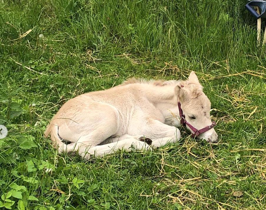 Fjordhest Freyr vangkilde billede 4