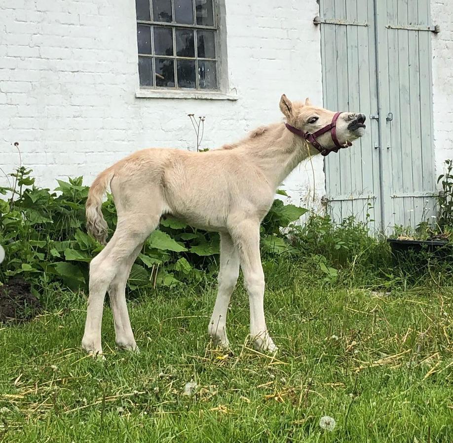 Fjordhest Freyr vangkilde - Første gang udenfor kun en håndfuld timer gammel billede 5