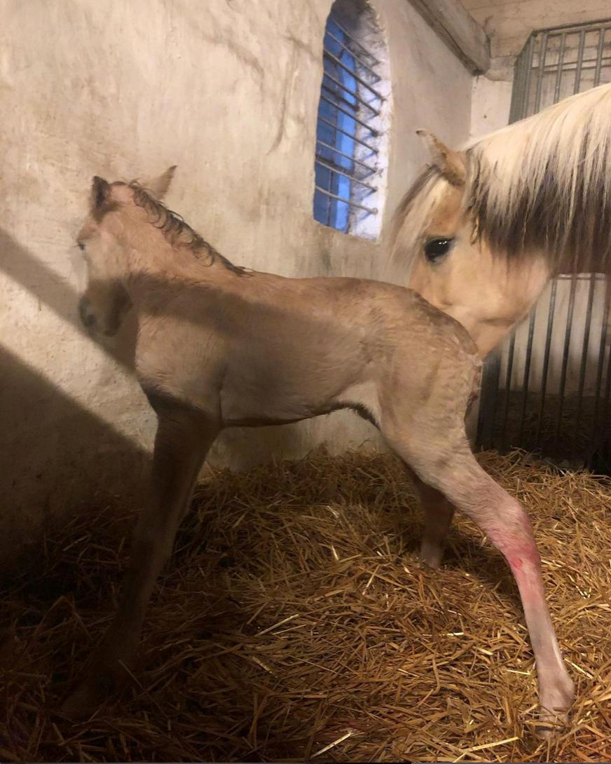 Fjordhest Freyr vangkilde - Første gang på benene. Viser virkeligt sine lange stænger frem billede 6