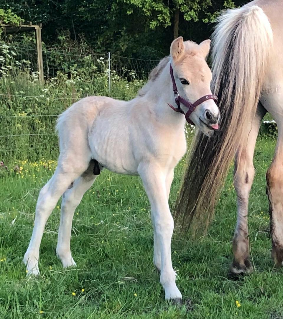 Fjordhest Freyr vangkilde billede 3