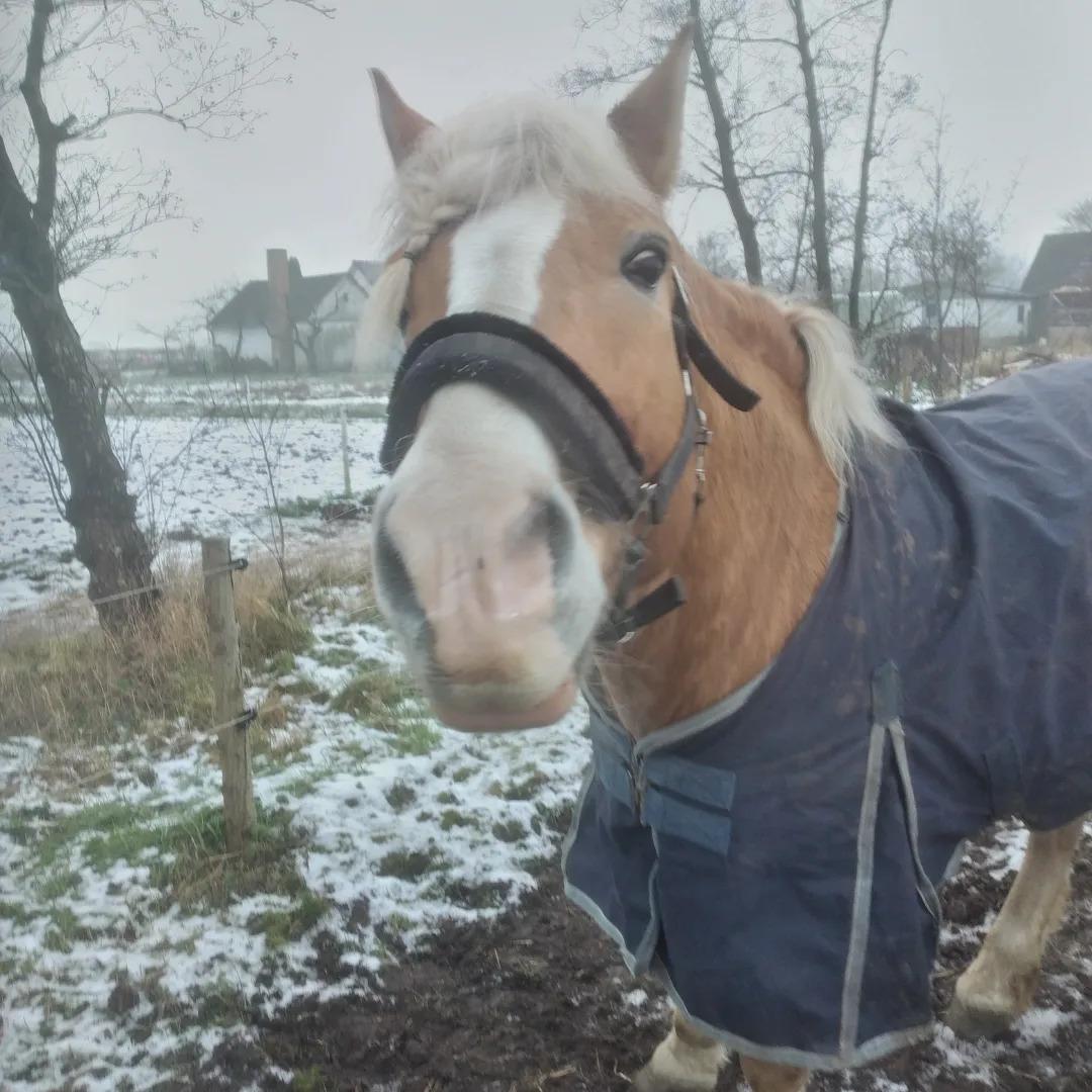 Haflinger Nastor  billede 11