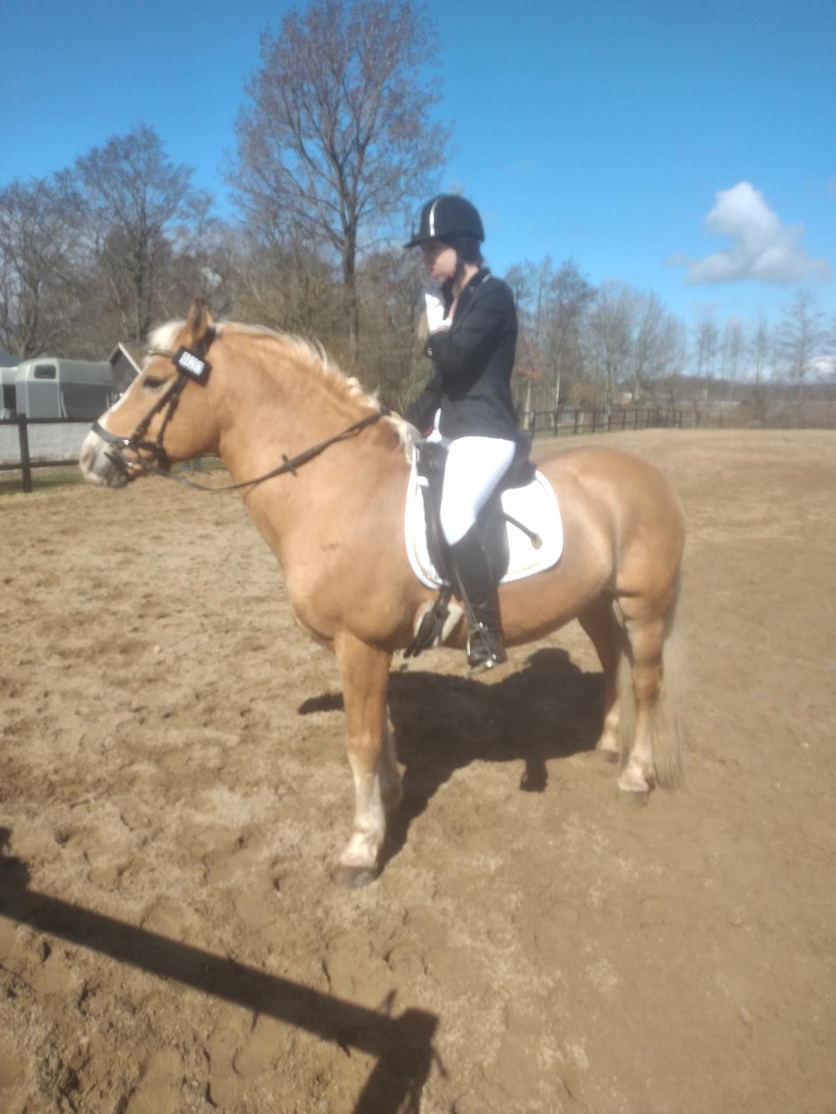 Haflinger Nastor  billede 12