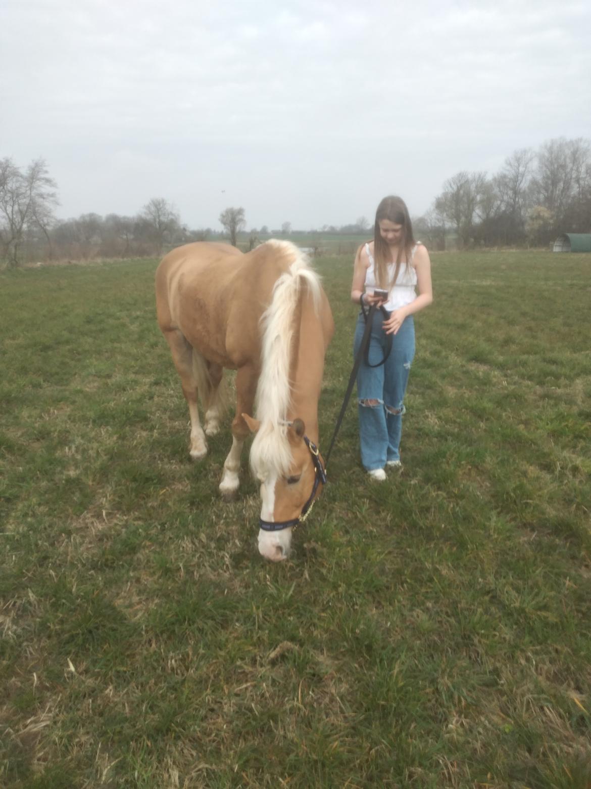 Haflinger Nastor  billede 15