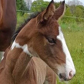 Pinto Søgårds After Eight  billede 8