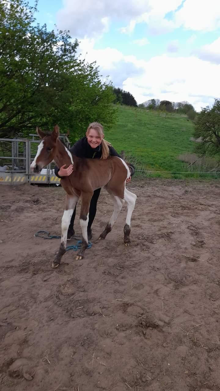 Pinto Søgårds After Eight  billede 12