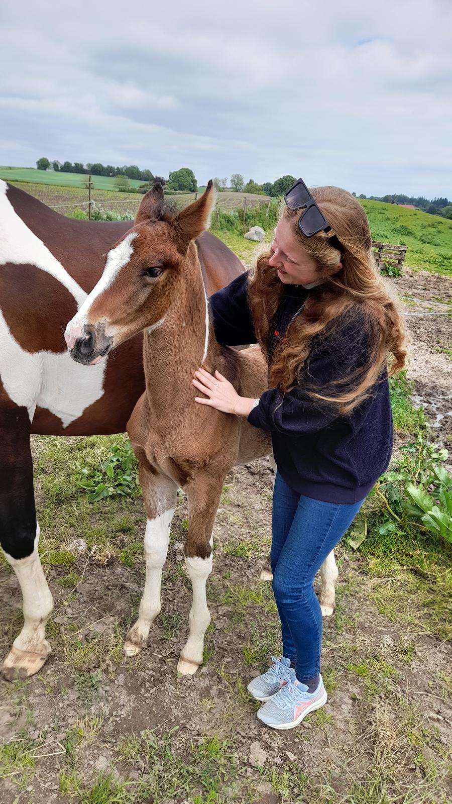 Pinto Søgårds After Eight  billede 18