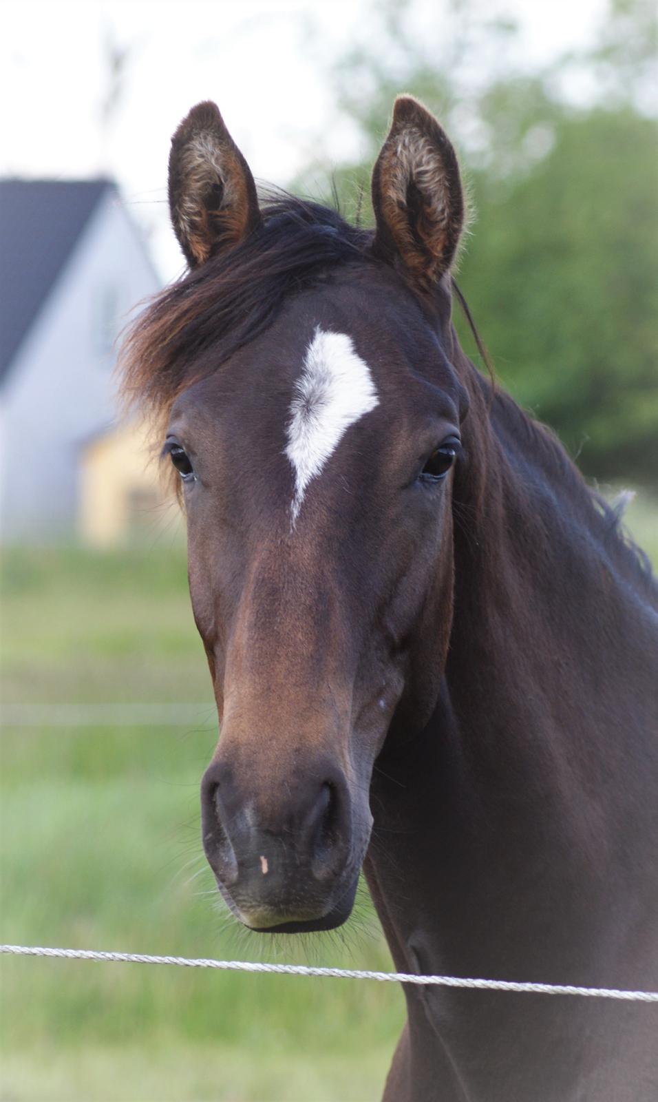 Anden særlig race Stald B's Be Curious billede 7