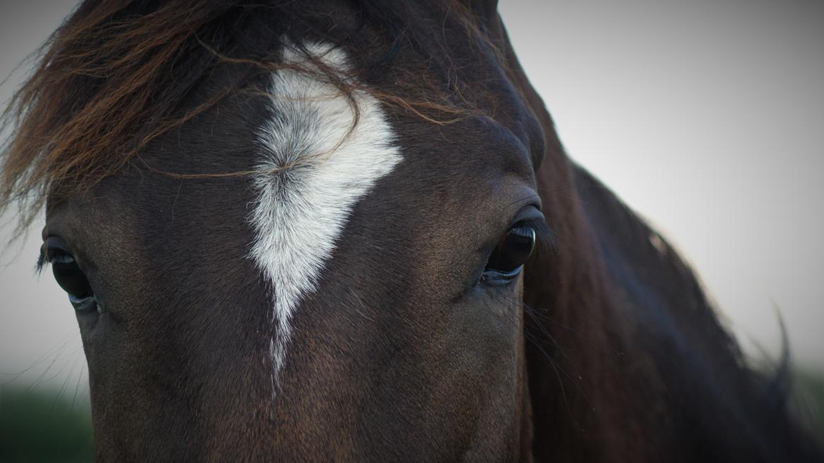 Anden særlig race Stald B's Be Curious billede 8