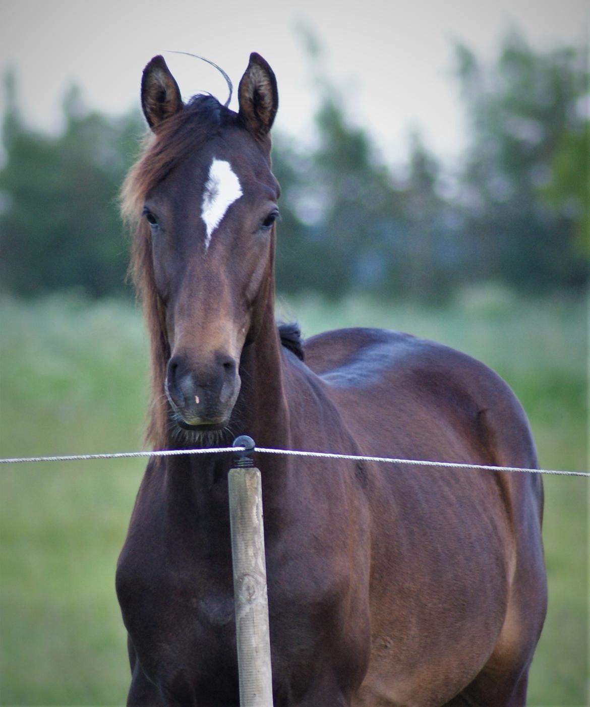 Anden særlig race Stald B's Be Curious billede 9