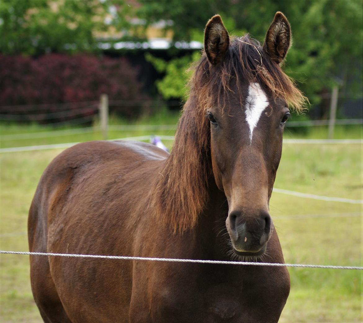 Anden særlig race Stald B's Be Curious billede 10