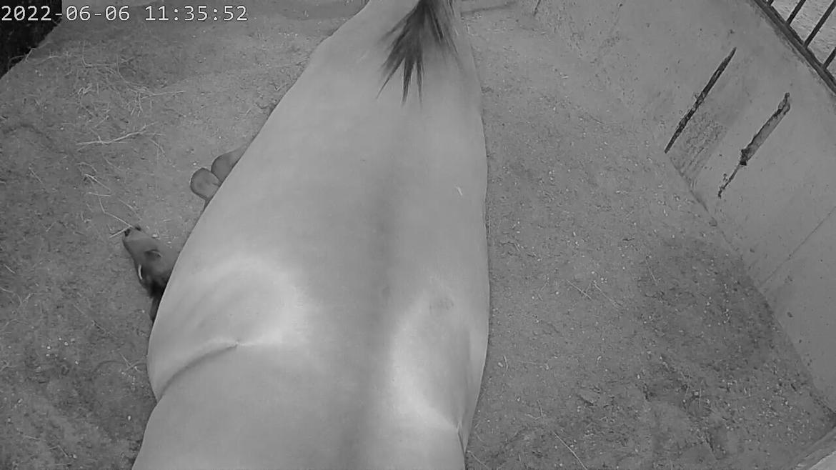 Welsh Partbred (Sec F) Struntze's Night Dancer  billede 17