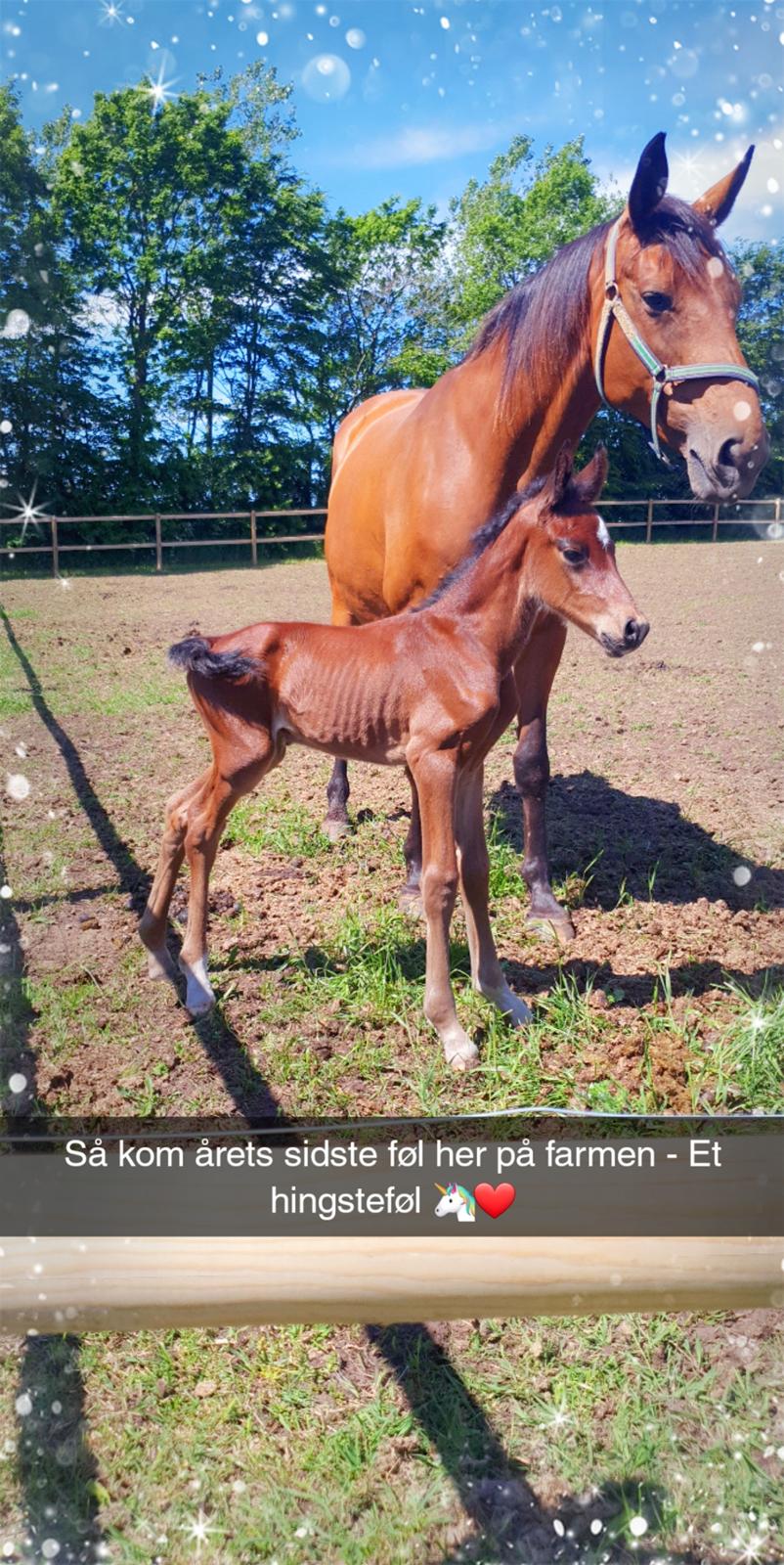 Welsh Partbred (Sec F) Struntze's Night Dancer  billede 1