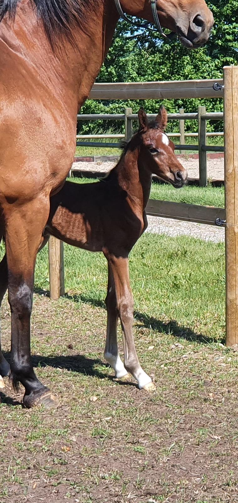 Welsh Partbred (Sec F) Struntze's Night Dancer  billede 11