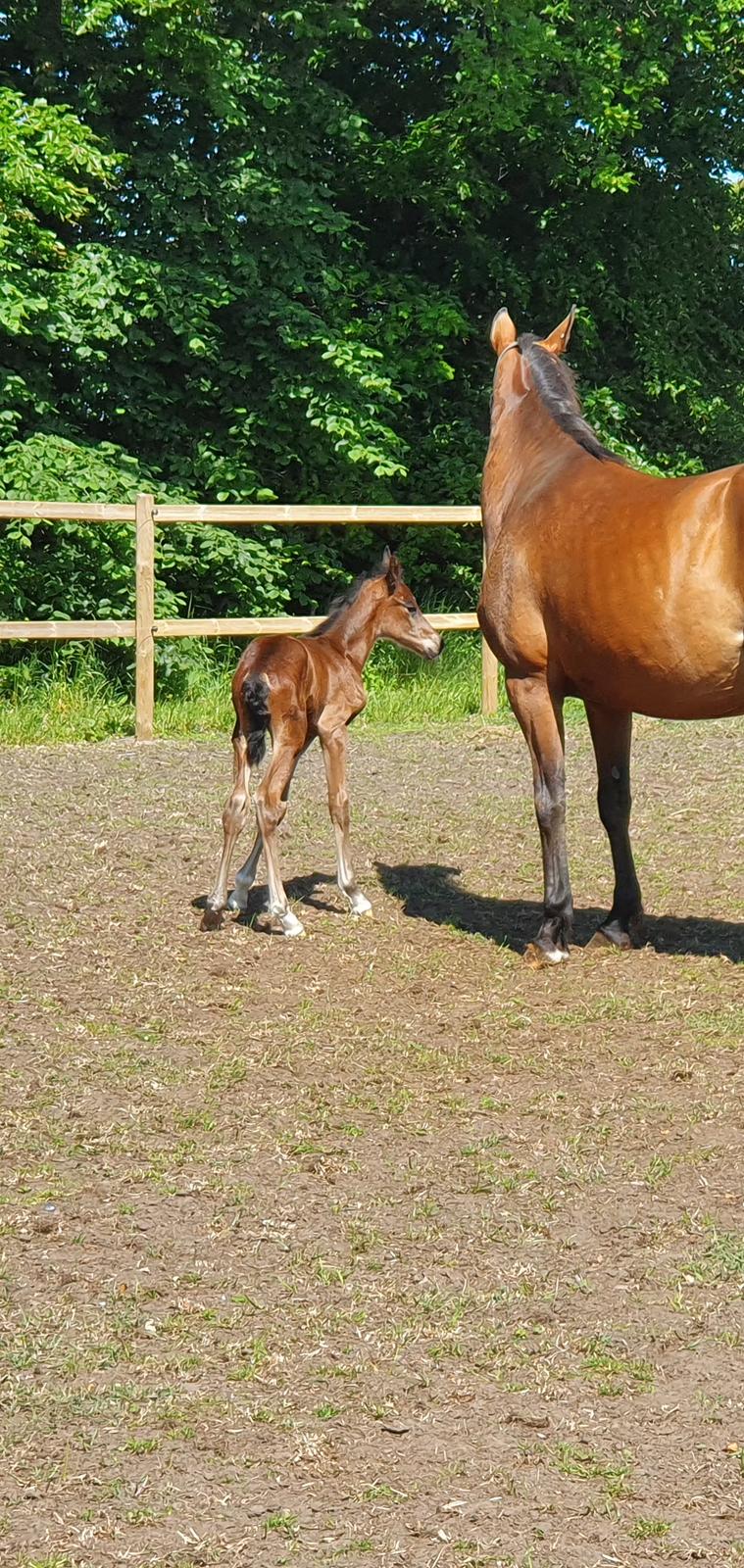 Welsh Partbred (Sec F) Struntze's Night Dancer  billede 10
