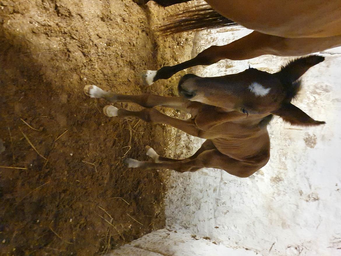 Welsh Partbred (Sec F) Struntze's Night Dancer  billede 4