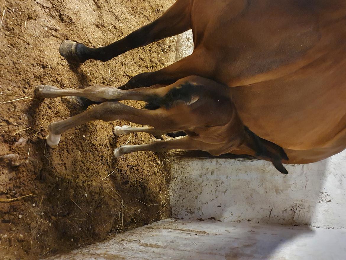 Welsh Partbred (Sec F) Struntze's Night Dancer  billede 2