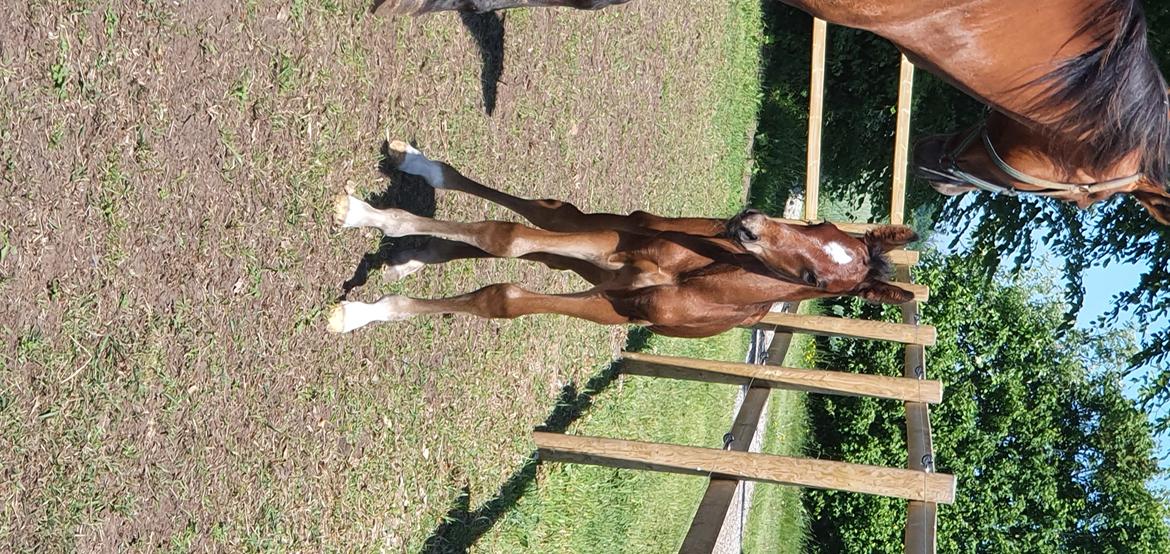 Welsh Partbred (Sec F) Struntze's Night Dancer  billede 12