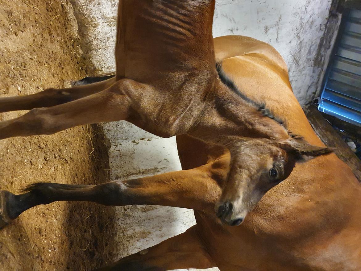 Welsh Partbred (Sec F) Struntze's Night Dancer  billede 7