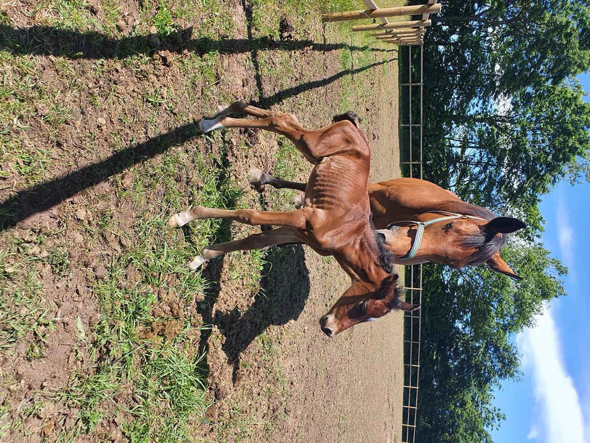 Welsh Partbred (Sec F) Struntze's Night Dancer  billede 16