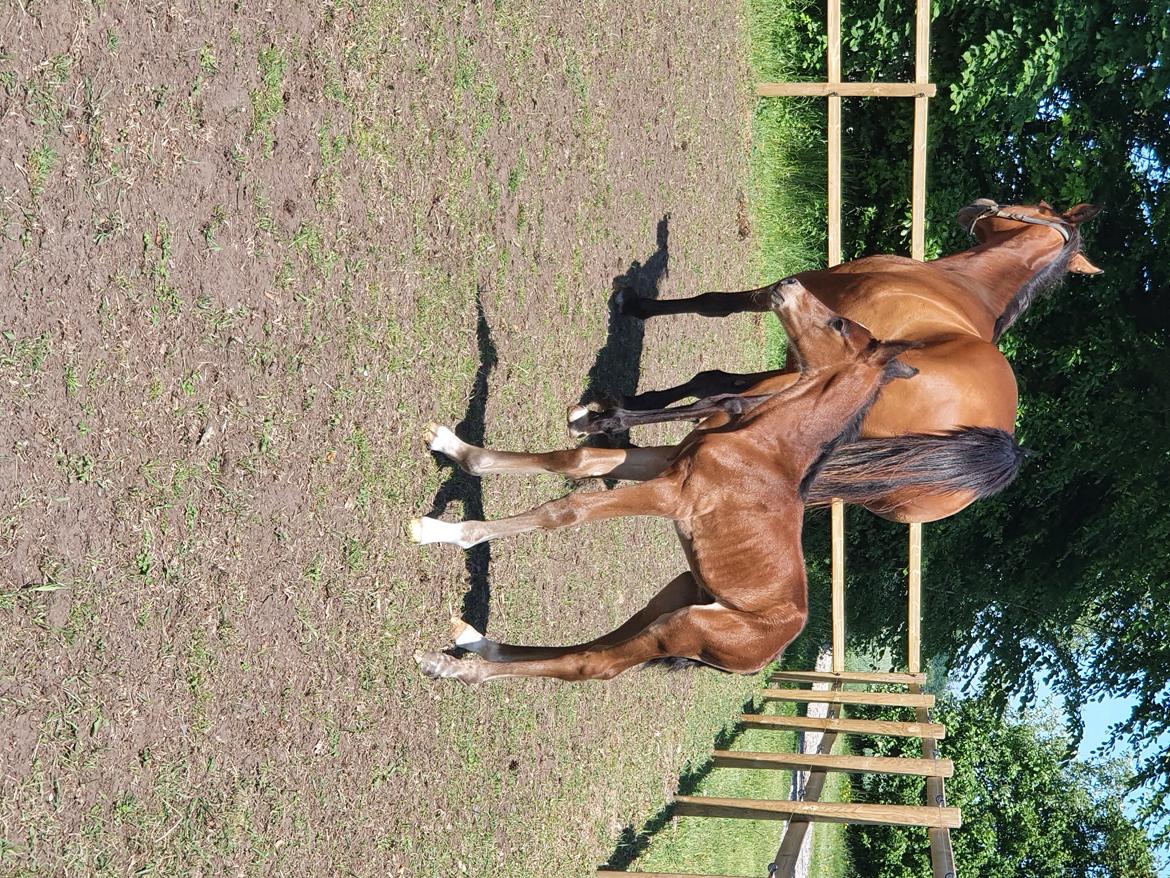 Welsh Partbred (Sec F) Struntze's Night Dancer  billede 13