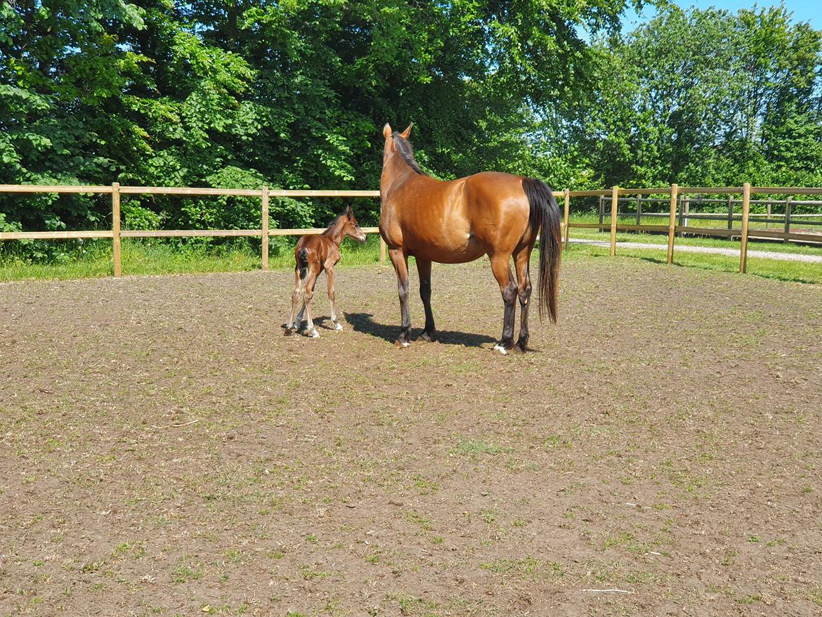 Welsh Partbred (Sec F) Struntze's Night Dancer  billede 9