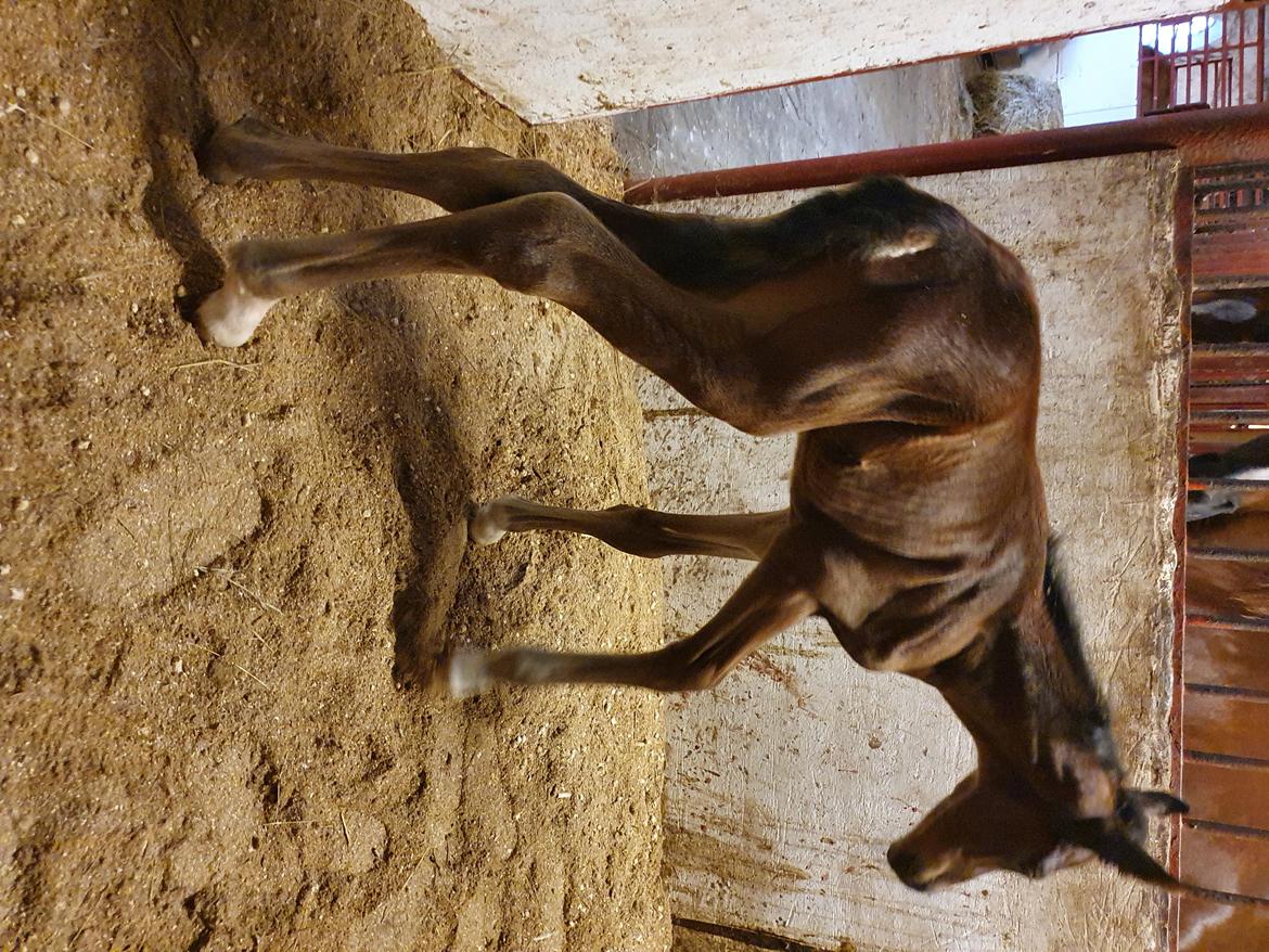 Welsh Partbred (Sec F) Struntze's Night Dancer  billede 5