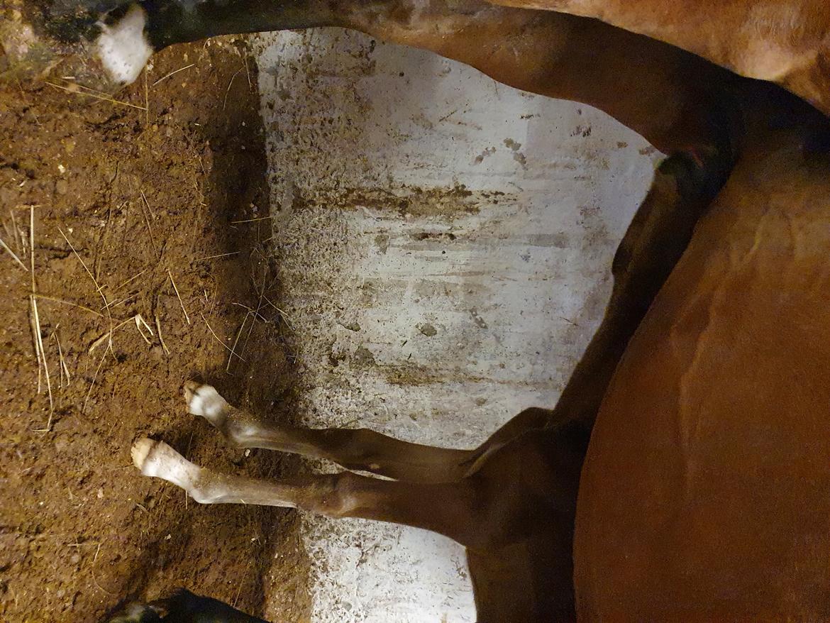 Welsh Partbred (Sec F) Struntze's Night Dancer  billede 3