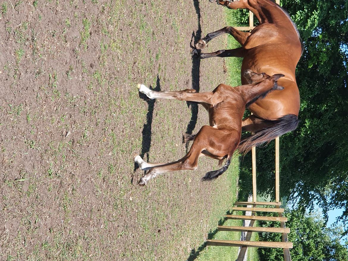 Welsh Partbred (Sec F) Struntze's Night Dancer  billede 14