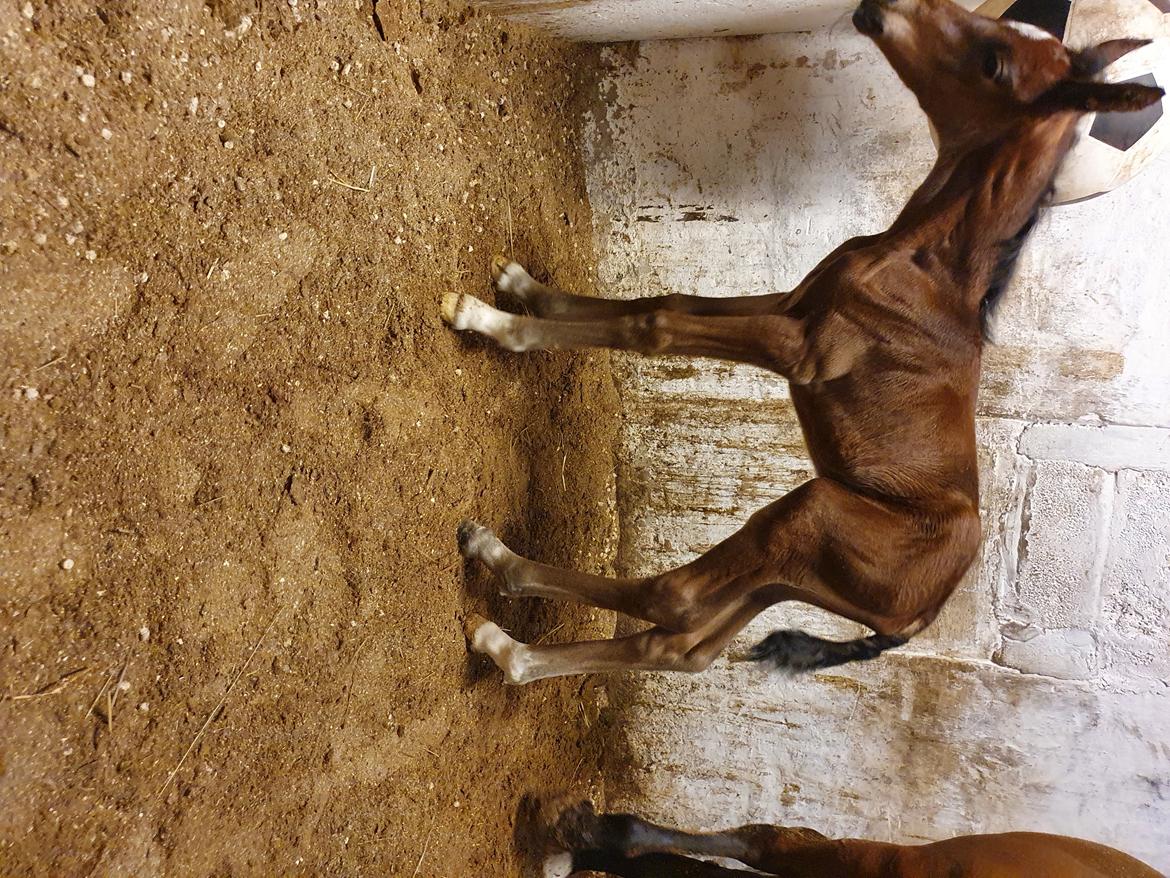 Welsh Partbred (Sec F) Struntze's Night Dancer  billede 6