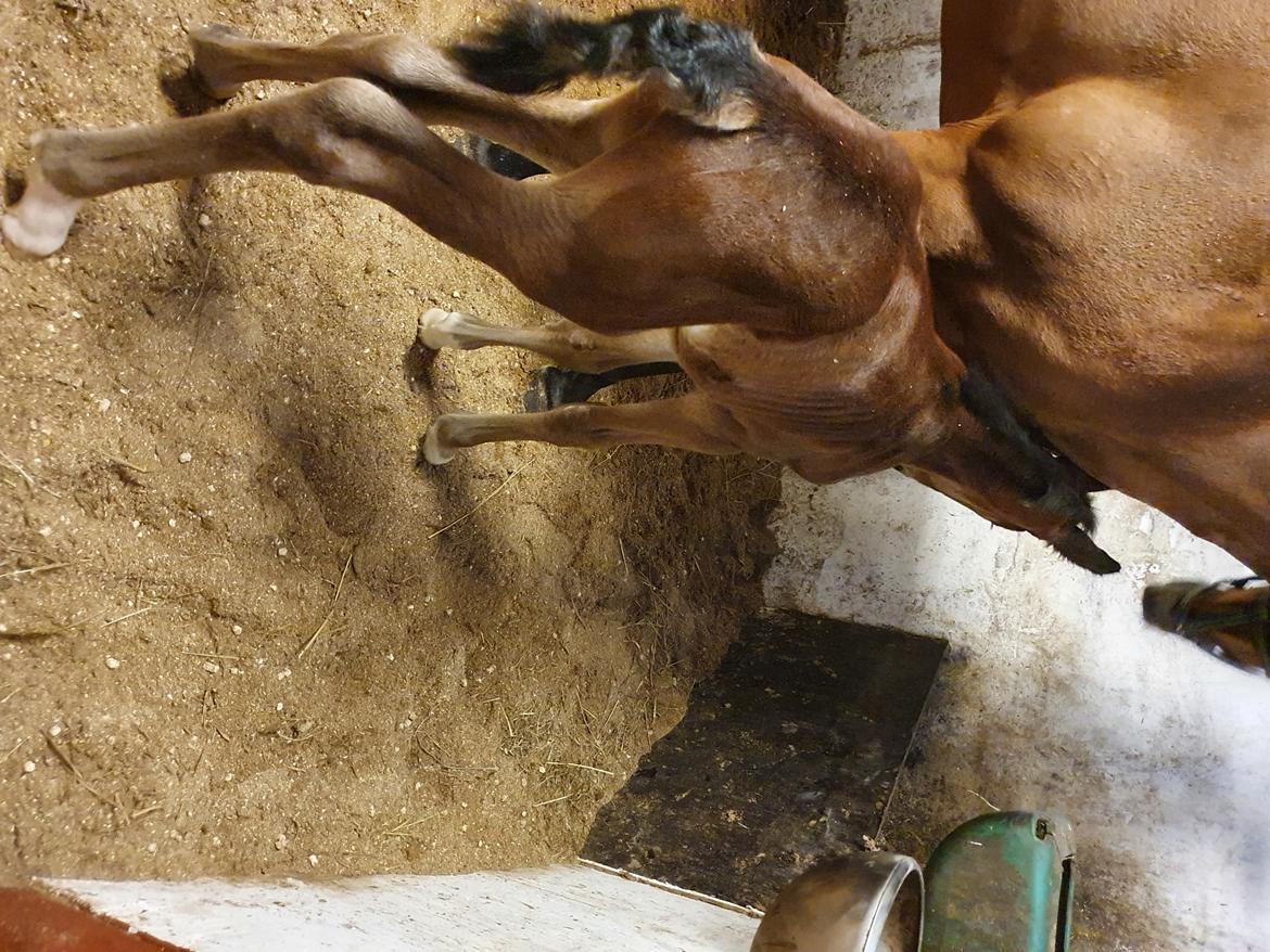 Welsh Partbred (Sec F) Struntze's Night Dancer  billede 8