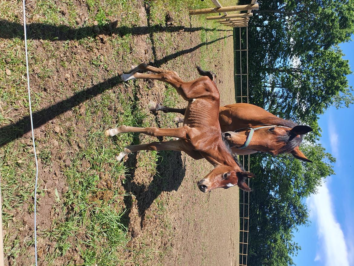 Welsh Partbred (Sec F) Struntze's Night Dancer  billede 15