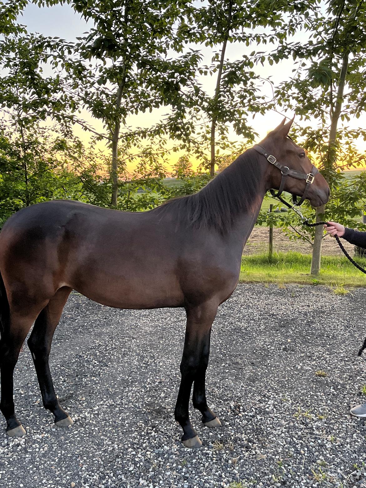 Traver Kalima  - Så er jeg nået næste step i vejen til at blive uddannet som væddeløber, nu er det 3 mdr i tilkøring og så hjem og holdes ved lige henover vinteren billede 16
