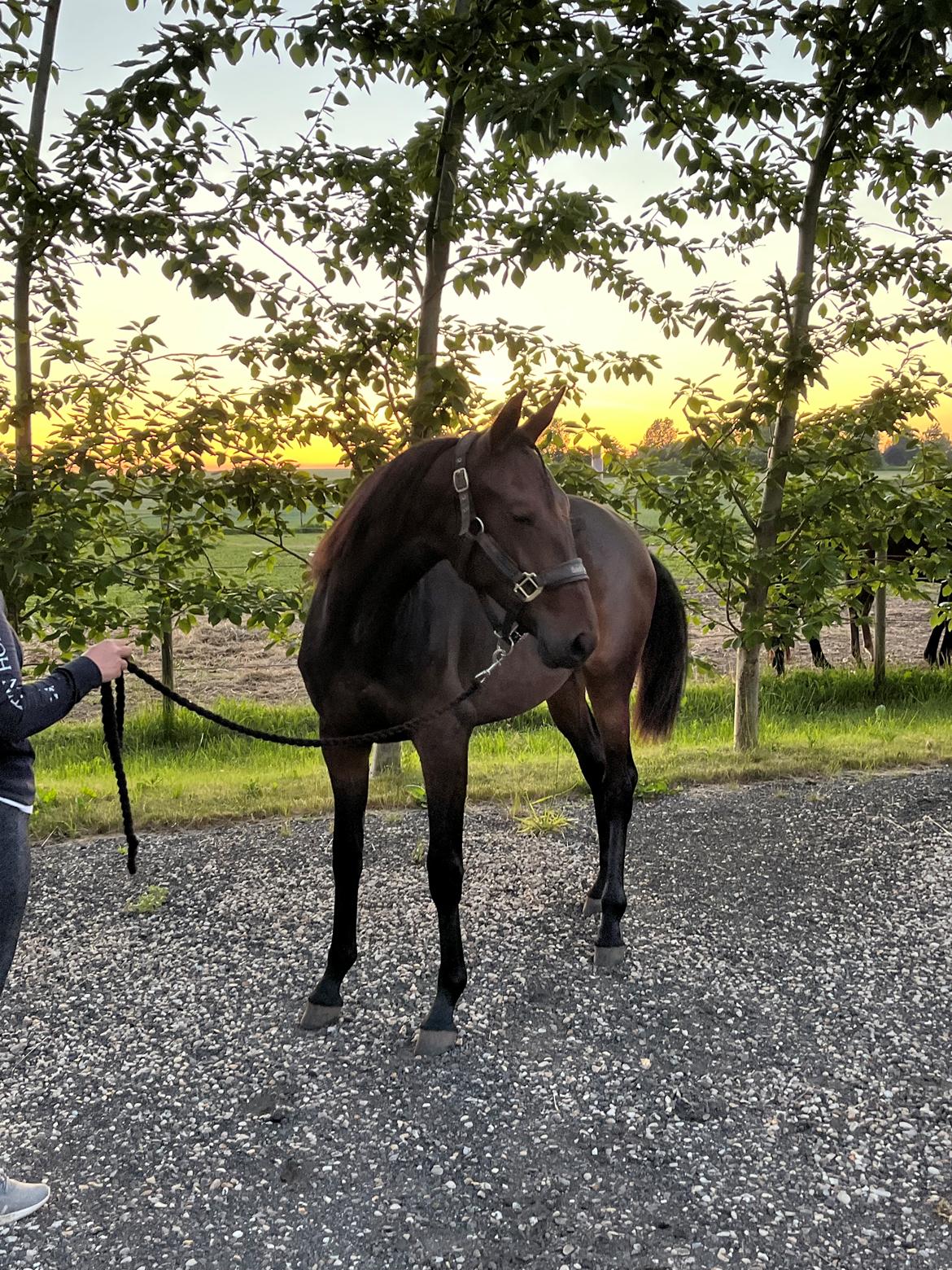 Traver Kalima  billede 17