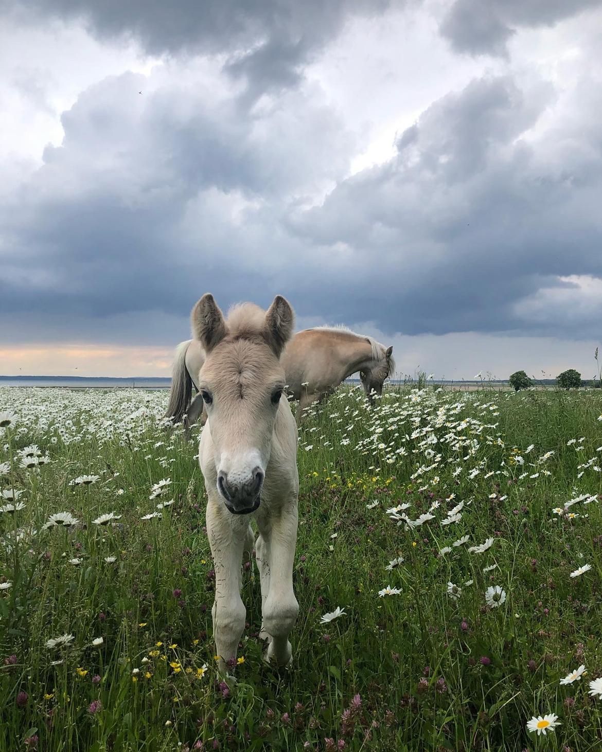 Fjordhest Freyr vangkilde billede 7