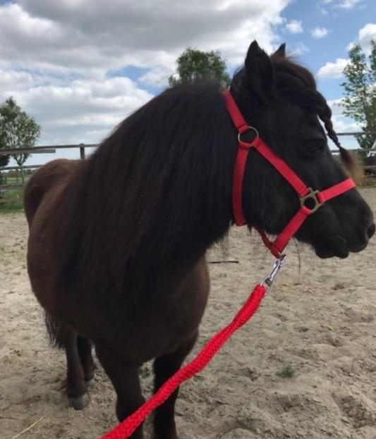 Shetlænder Lotte billede 3