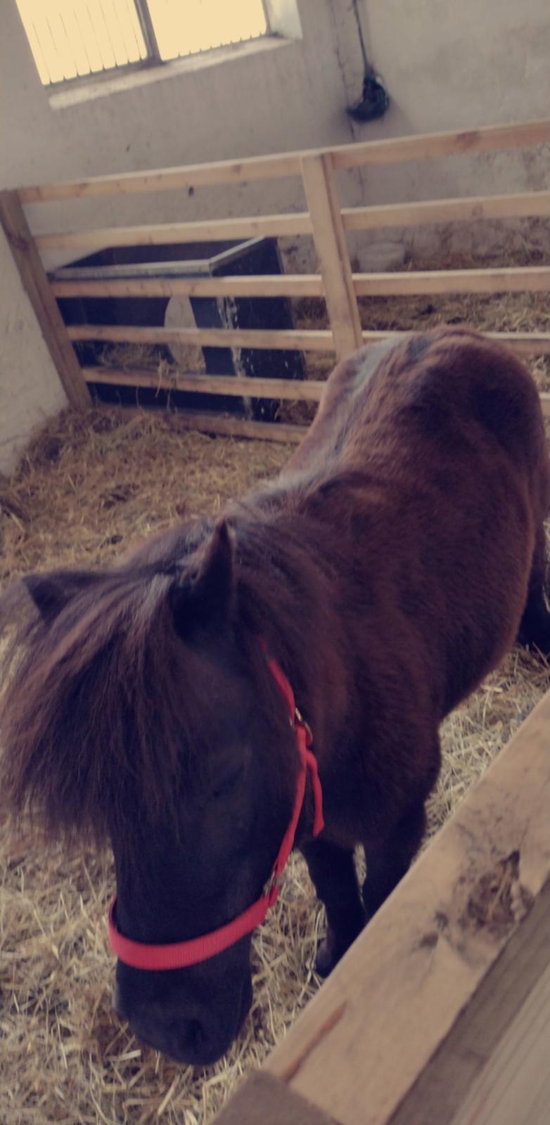 Shetlænder Lotte billede 6