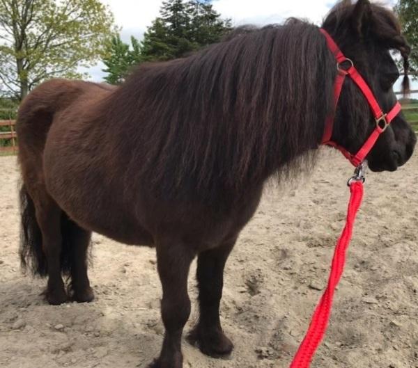 Shetlænder Lotte billede 4