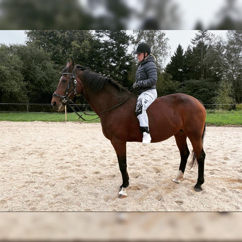 Hollandsk Varmblod Victorie billede 3